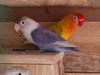 African Bird Pair