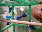 African Birds with Cage