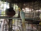 Cockatiel Birds