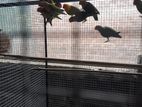 African Bird