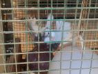 African fantail pigeons