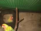 African Bird