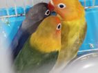 African Love Birds