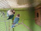 African Love Birds