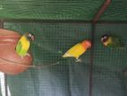 African Bird