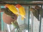 African Fischer's Lovebirds