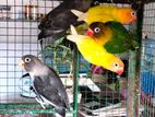 African Love Birds