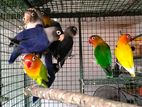 African Bird