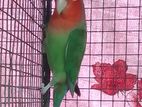 African Love Bird