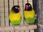 African Love Bird