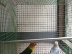 African Birds