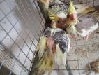 African Love Birds