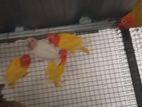 African Love Birds