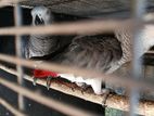 African Grey Parrot