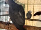 African Gray Breeding Male