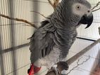 African Gray Breeding Male