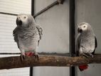 African Gray Breeding Pair