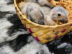 African Gray Chicks