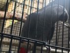 African gray Congo male