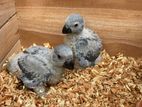 African Gray Chicks