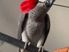 African gray