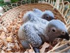 African Gray Birds