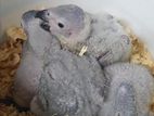 African Gray Chiks