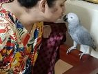 African Gray Parrot