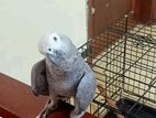 African Grey Parrot