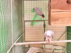 African Gray Bird