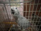 African Gray
