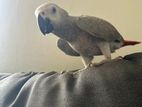 African Gray
