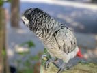 African Gray Parrot