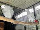 African Gray Parrot