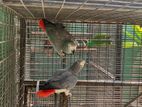 African Gray Pair