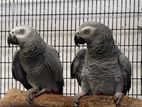 African Gray Pair