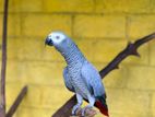 African Gray Pair
