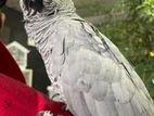 African Gray Parrot