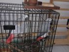 African Gray Parrot
