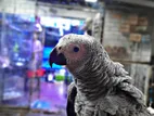 African Gray Parrot