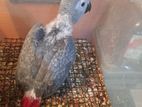 African Gray Parrot