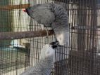 African gray parrot pair