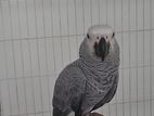 African Gray Bird