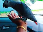 African Gray Parrot