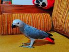 African Grey Parrot