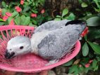 African Grey Baby