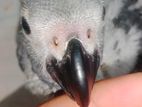 African Grey Baby
