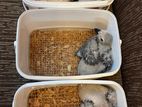 African Grey Bird Chicks