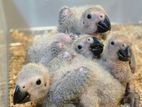 African Grey Parrot Chicks
