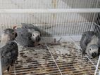 African Grey Bird